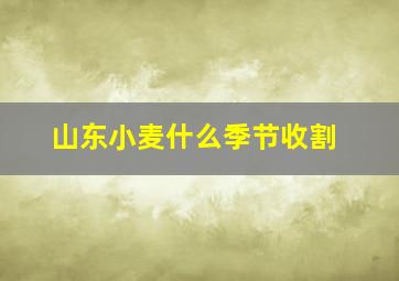 山东小麦什么季节收割