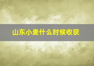 山东小麦什么时候收获