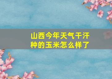 山西今年天气干汗种的玉米怎么样了