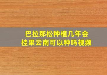 巴拉那松种植几年会挂果云南可以种吗视频