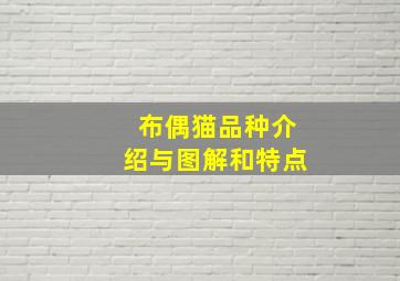 布偶猫品种介绍与图解和特点