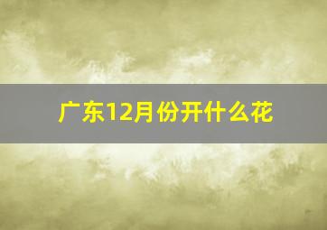 广东12月份开什么花