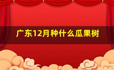 广东12月种什么瓜果树