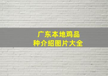 广东本地鸡品种介绍图片大全