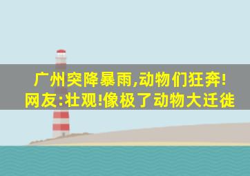 广州突降暴雨,动物们狂奔!网友:壮观!像极了动物大迁徙