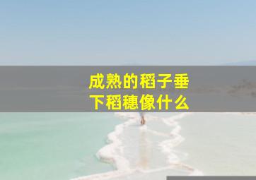 成熟的稻子垂下稻穗像什么