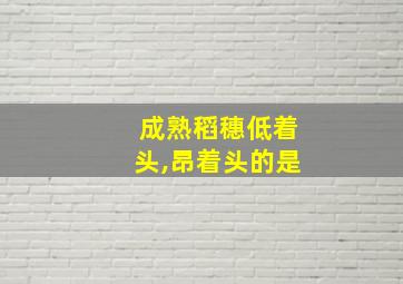 成熟稻穗低着头,昂着头的是