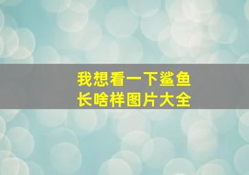 我想看一下鲨鱼长啥样图片大全