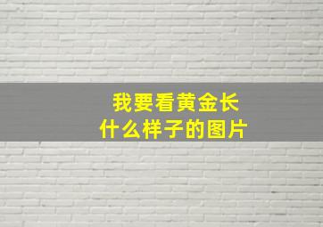 我要看黄金长什么样子的图片