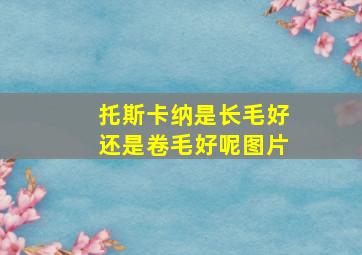 托斯卡纳是长毛好还是卷毛好呢图片