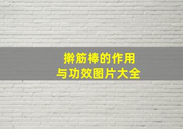 擀筋棒的作用与功效图片大全