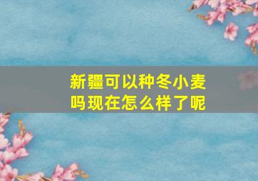 新疆可以种冬小麦吗现在怎么样了呢