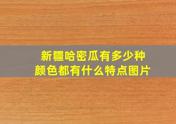 新疆哈密瓜有多少种颜色都有什么特点图片