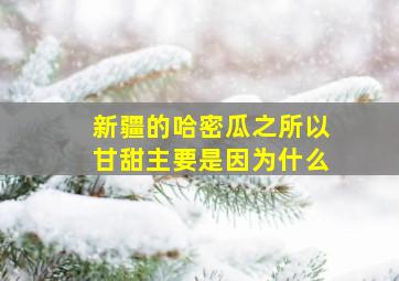 新疆的哈密瓜之所以甘甜主要是因为什么