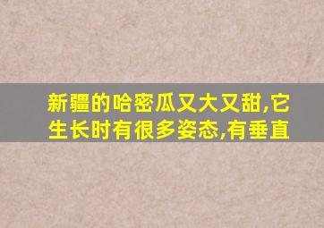 新疆的哈密瓜又大又甜,它生长时有很多姿态,有垂直