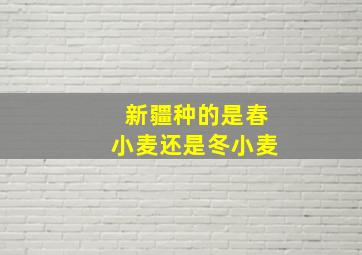 新疆种的是春小麦还是冬小麦