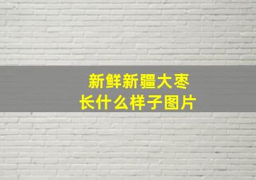 新鲜新疆大枣长什么样子图片