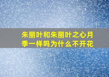 朱丽叶和朱丽叶之心月季一样吗为什么不开花