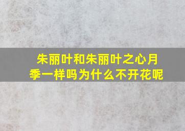 朱丽叶和朱丽叶之心月季一样吗为什么不开花呢