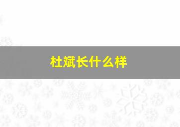 杜斌长什么样