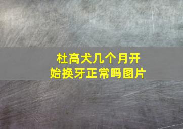 杜高犬几个月开始换牙正常吗图片