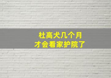 杜高犬几个月才会看家护院了