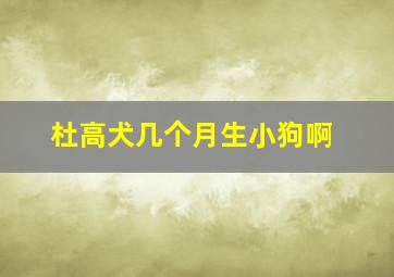 杜高犬几个月生小狗啊