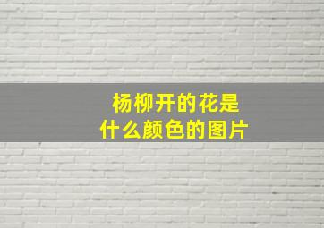 杨柳开的花是什么颜色的图片