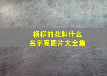 杨柳的花叫什么名字呢图片大全集