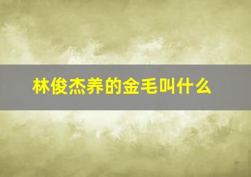 林俊杰养的金毛叫什么