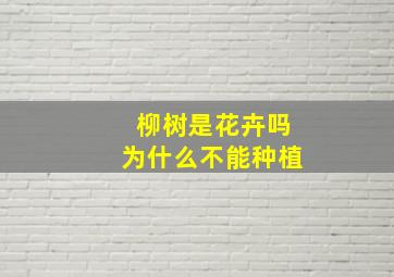 柳树是花卉吗为什么不能种植