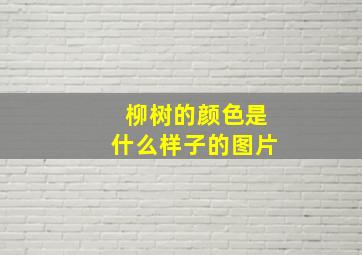 柳树的颜色是什么样子的图片