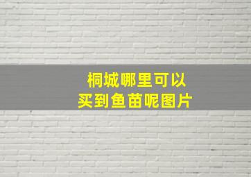 桐城哪里可以买到鱼苗呢图片