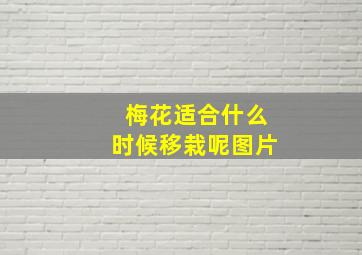 梅花适合什么时候移栽呢图片