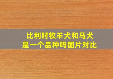 比利时牧羊犬和马犬是一个品种吗图片对比