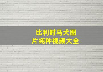 比利时马犬图片纯种视频大全