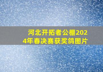 河北开拓者公棚2024年春决赛获奖鸽图片