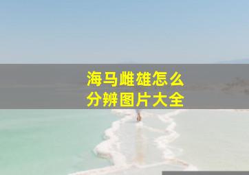 海马雌雄怎么分辨图片大全