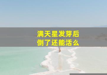 满天星发芽后倒了还能活么