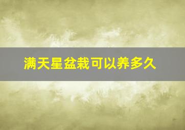 满天星盆栽可以养多久