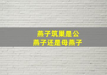 燕子筑巢是公燕子还是母燕子