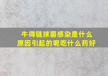 牛得链球菌感染是什么原因引起的呢吃什么药好