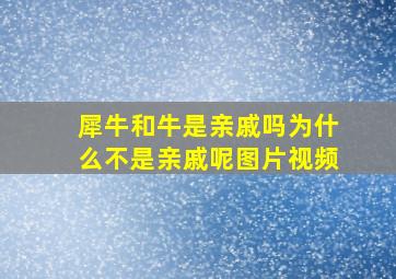 犀牛和牛是亲戚吗为什么不是亲戚呢图片视频