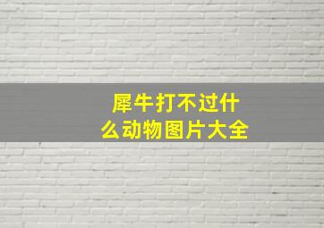 犀牛打不过什么动物图片大全