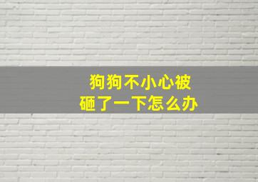 狗狗不小心被砸了一下怎么办