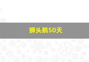 狮头鹅50天