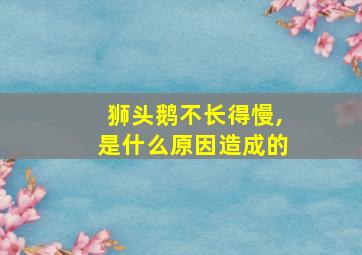 狮头鹅不长得慢,是什么原因造成的