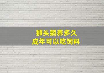 狮头鹅养多久成年可以吃饲料