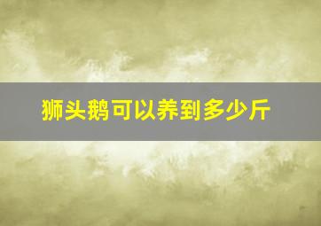 狮头鹅可以养到多少斤