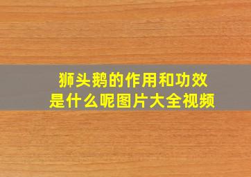 狮头鹅的作用和功效是什么呢图片大全视频